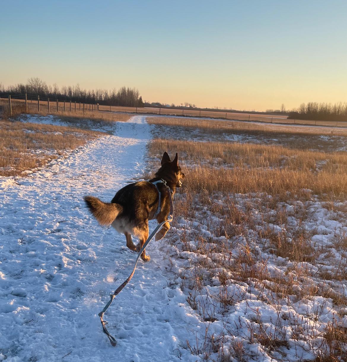 Autumn, a Adoptable Mixed Breed in Saskatoon, SK image 4/6