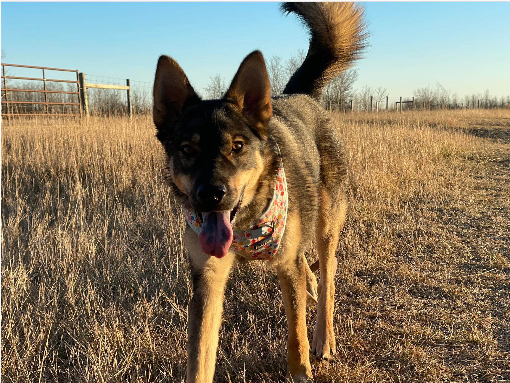 Autumn, a Adoptable Mixed Breed in Saskatoon, SK image 5/6