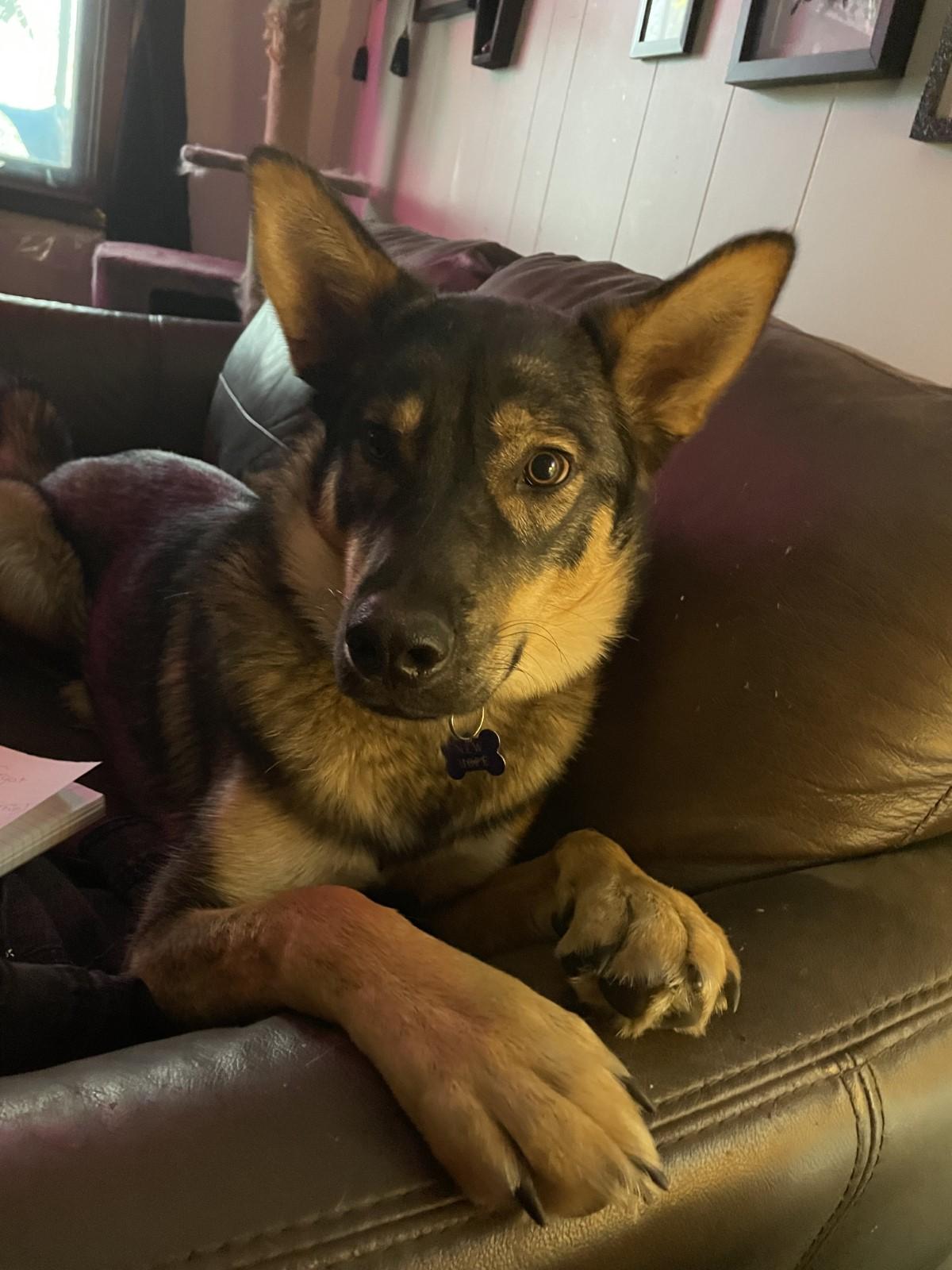 Autumn, a Adoptable Mixed Breed in Saskatoon, SK image 6/6