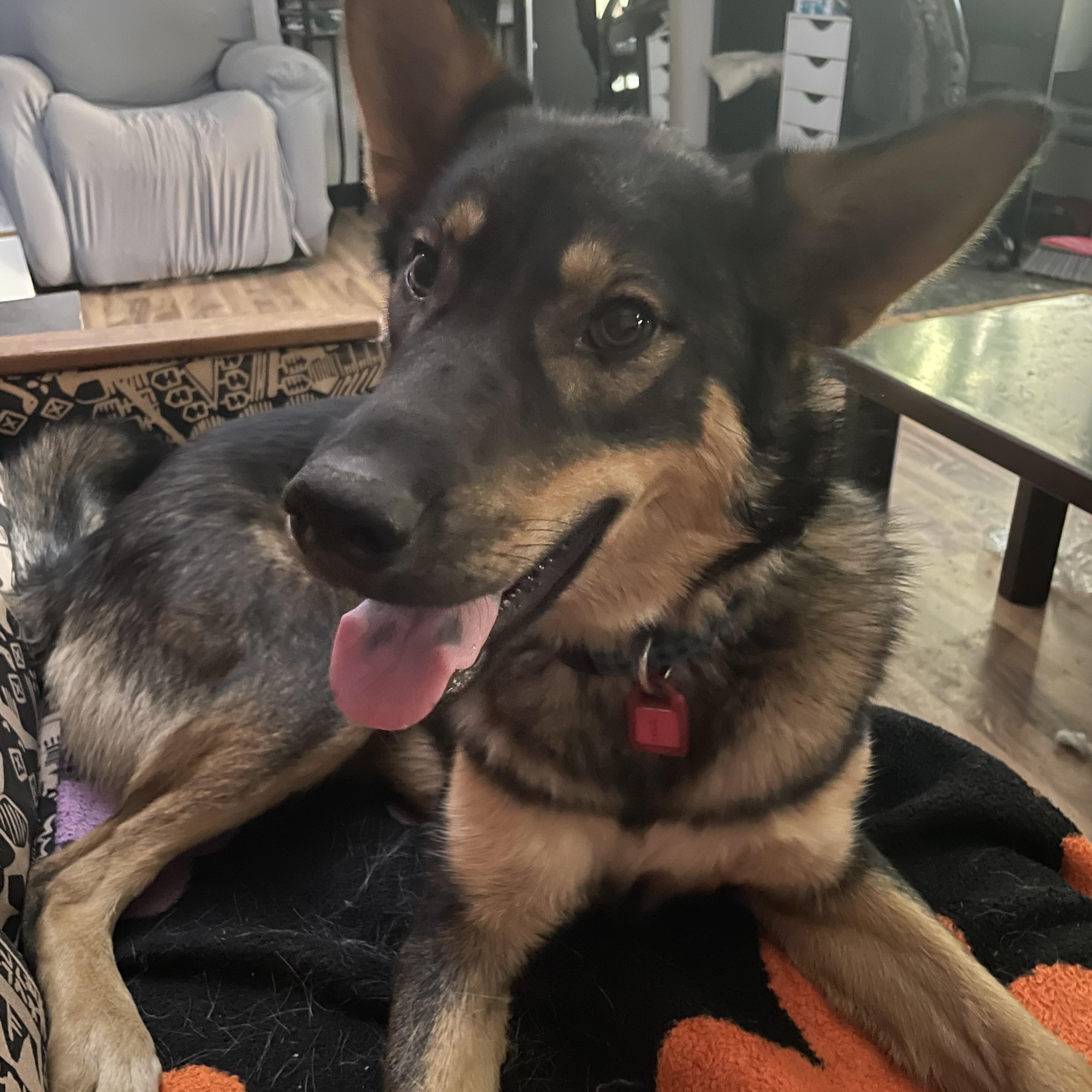 Autumn, an adoptable Mixed Breed in Saskatoon, SK, S7H 0W2 | Photo Image 2