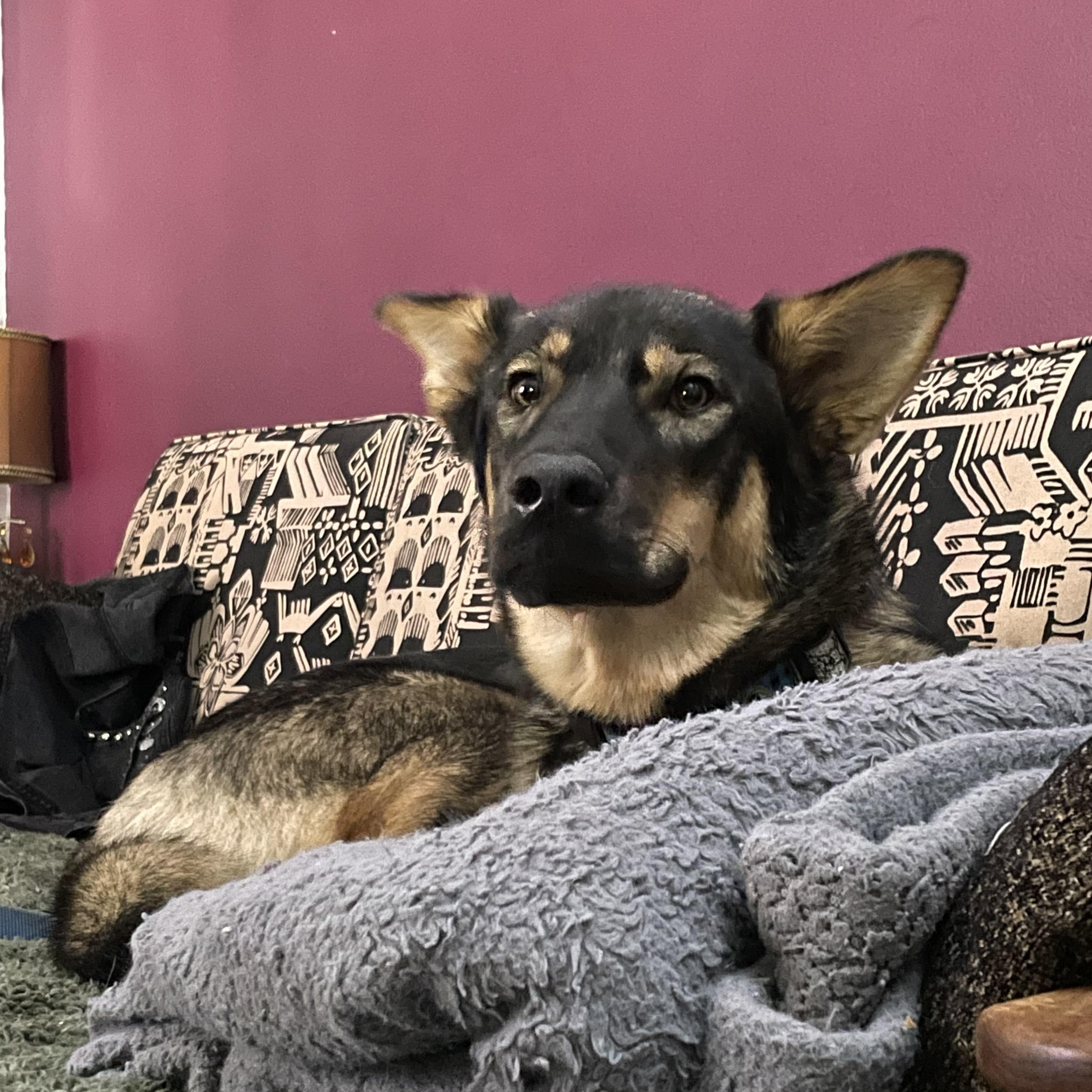 Autumn, an adoptable Mixed Breed in Saskatoon, SK, S7H 0W2 | Photo Image 3