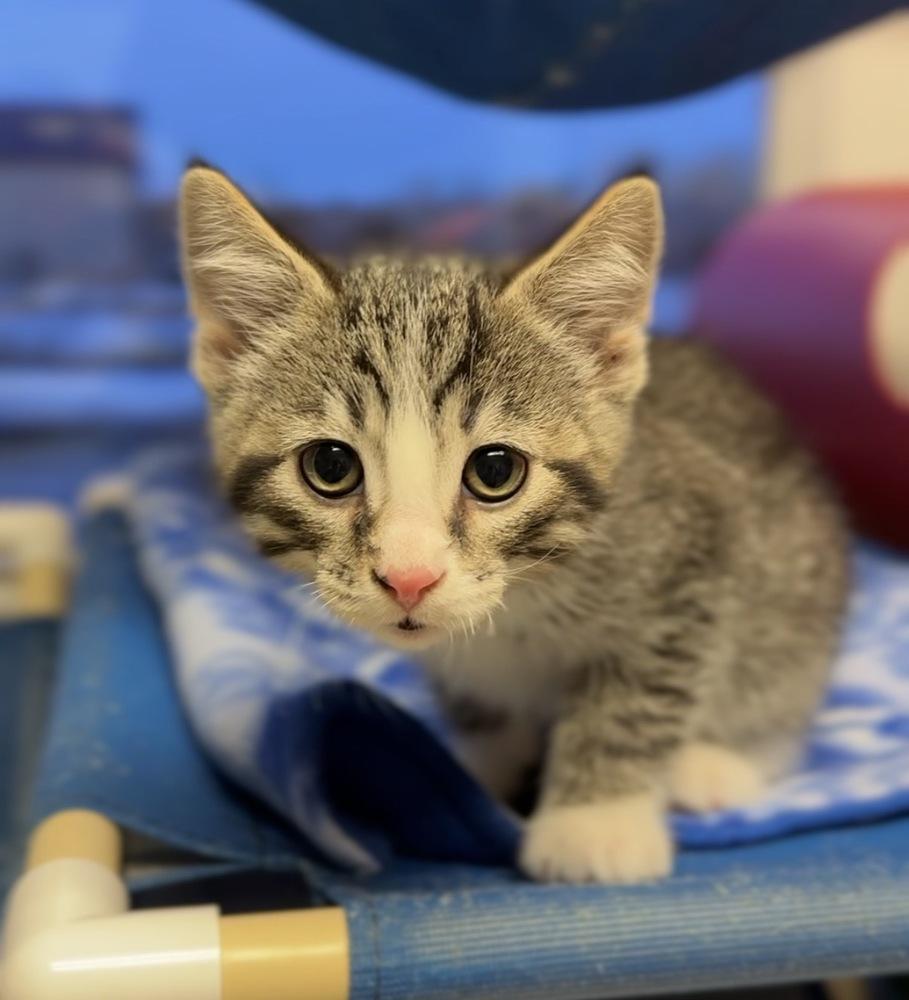 Stanley, Adoptable, Kitten Male Domestic Short Hair.