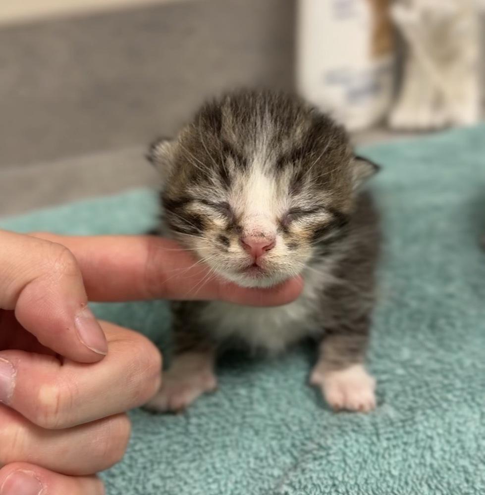 Enlarge Stanley, a Adoptable Domestic Short Hair in Bemidji, MN image 2/3