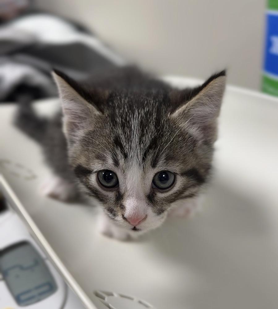 Enlarge Stanley, a Adoptable Domestic Short Hair in Bemidji, MN image 3/3