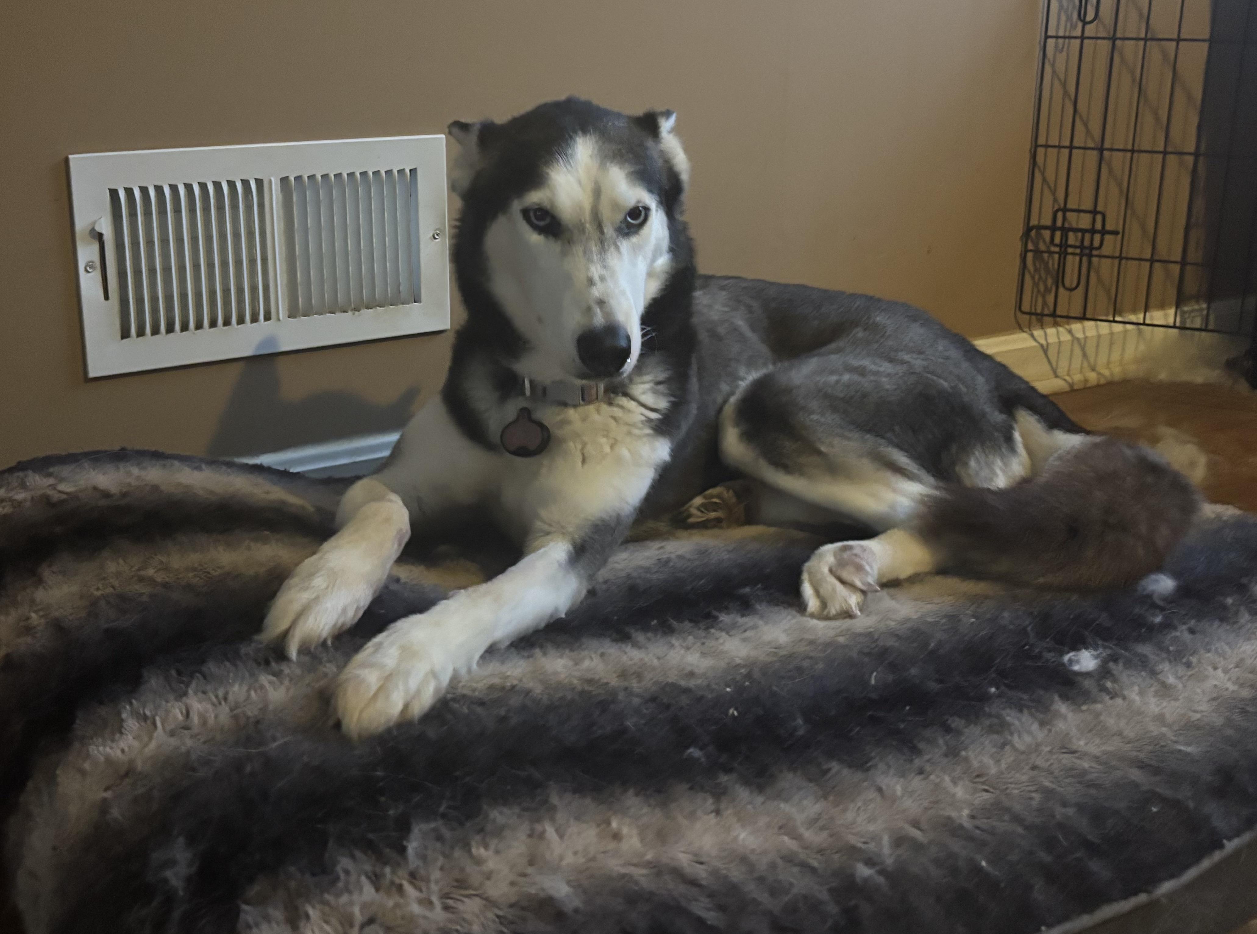 Ashley, Adoptable, Adult Female Siberian Husky.