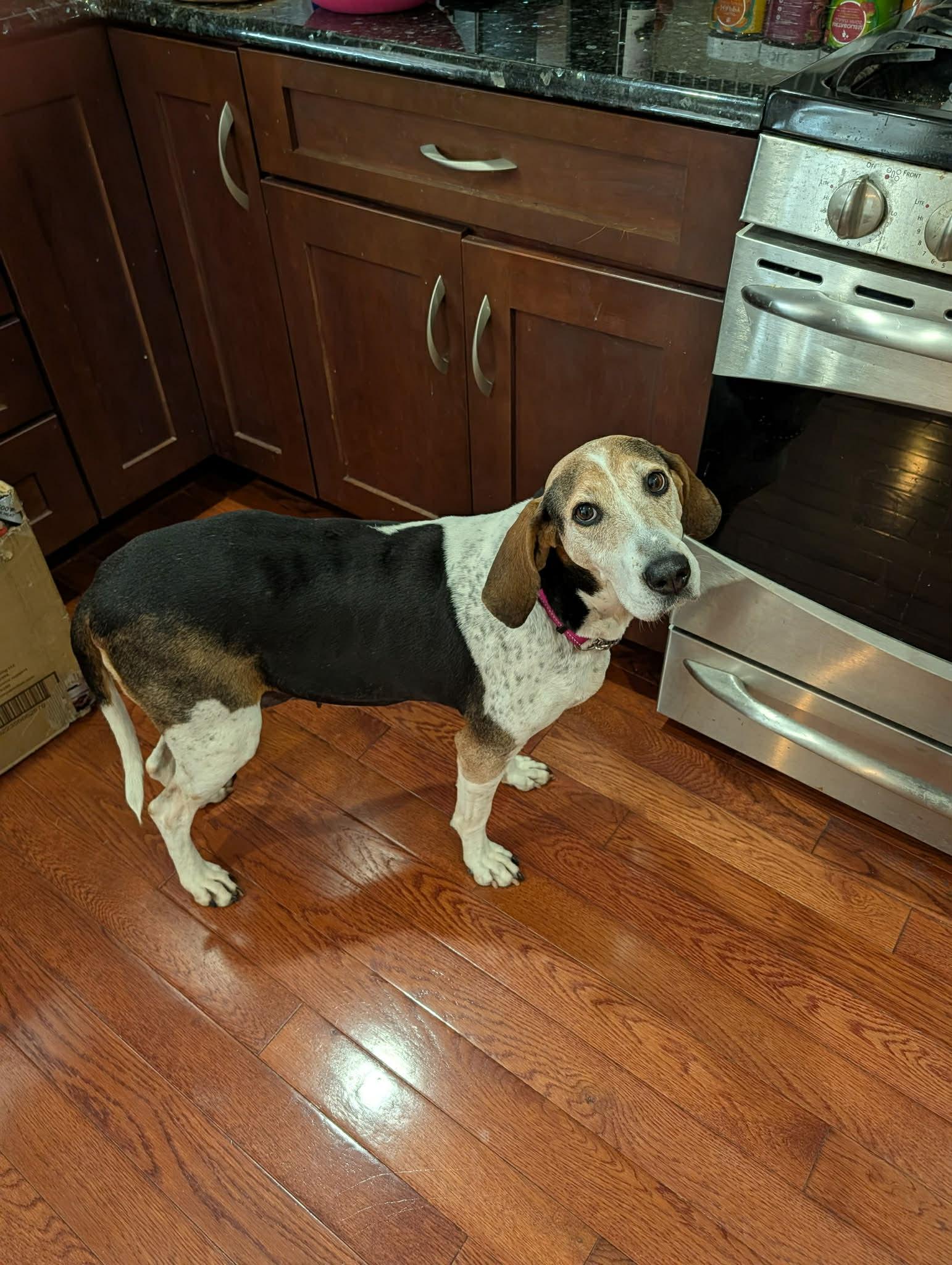 Enlarge Tatum , a ADOPTABLE mixed breed in Succasunna, NJ image 2/5