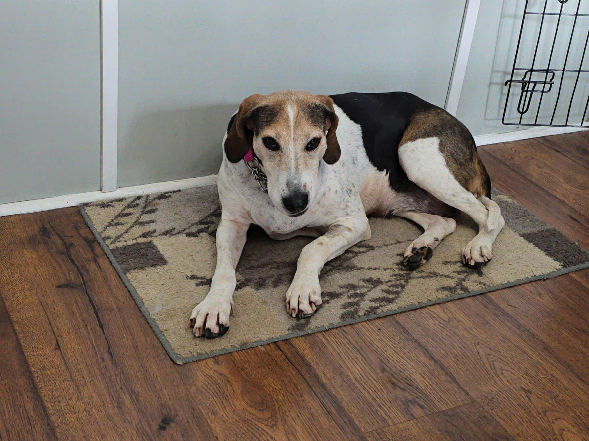 Enlarge Tatum , a ADOPTABLE mixed breed in Succasunna, NJ image 3/5