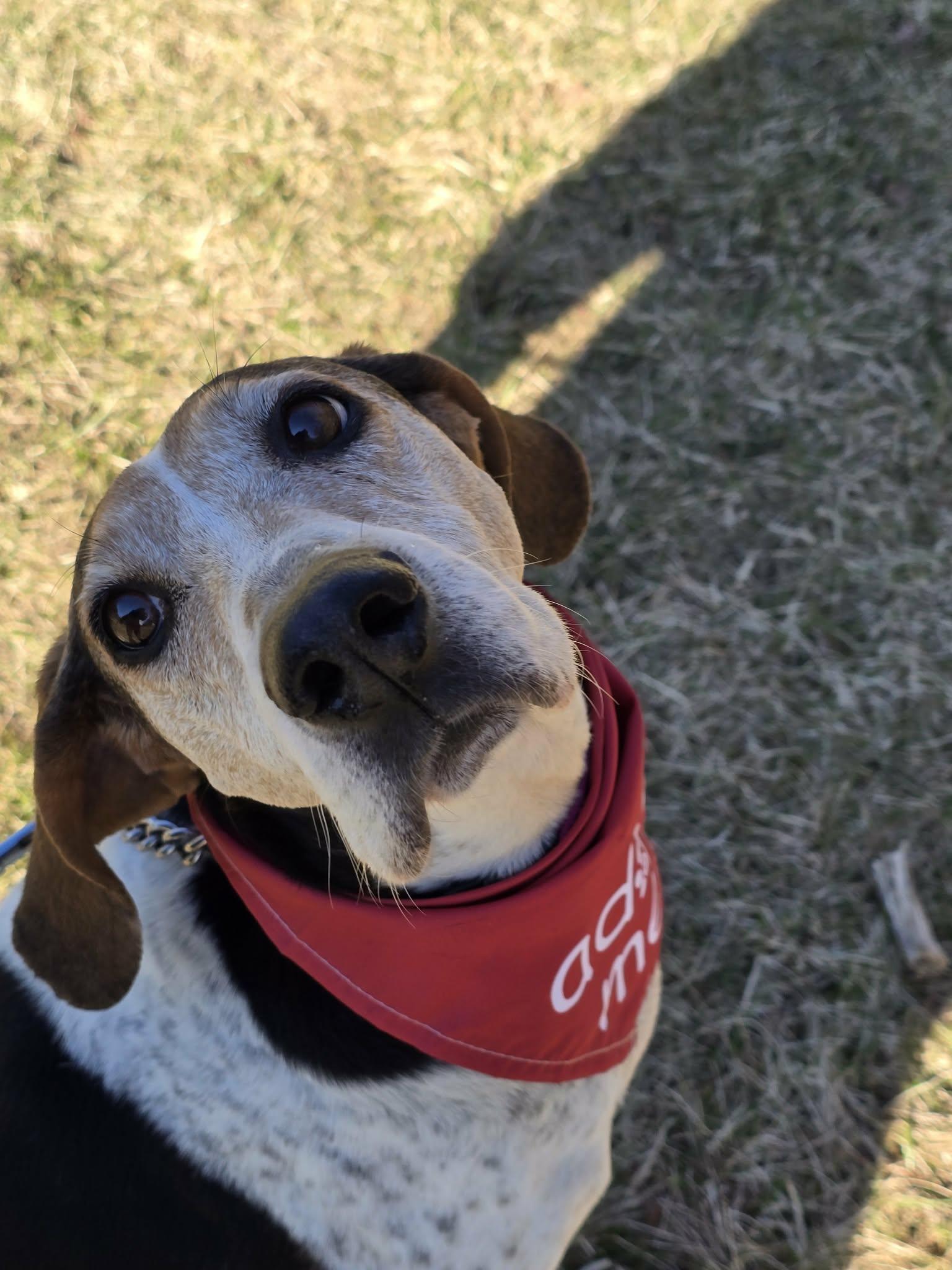 Enlarge Tatum , a ADOPTABLE mixed breed in Succasunna, NJ image 4/5