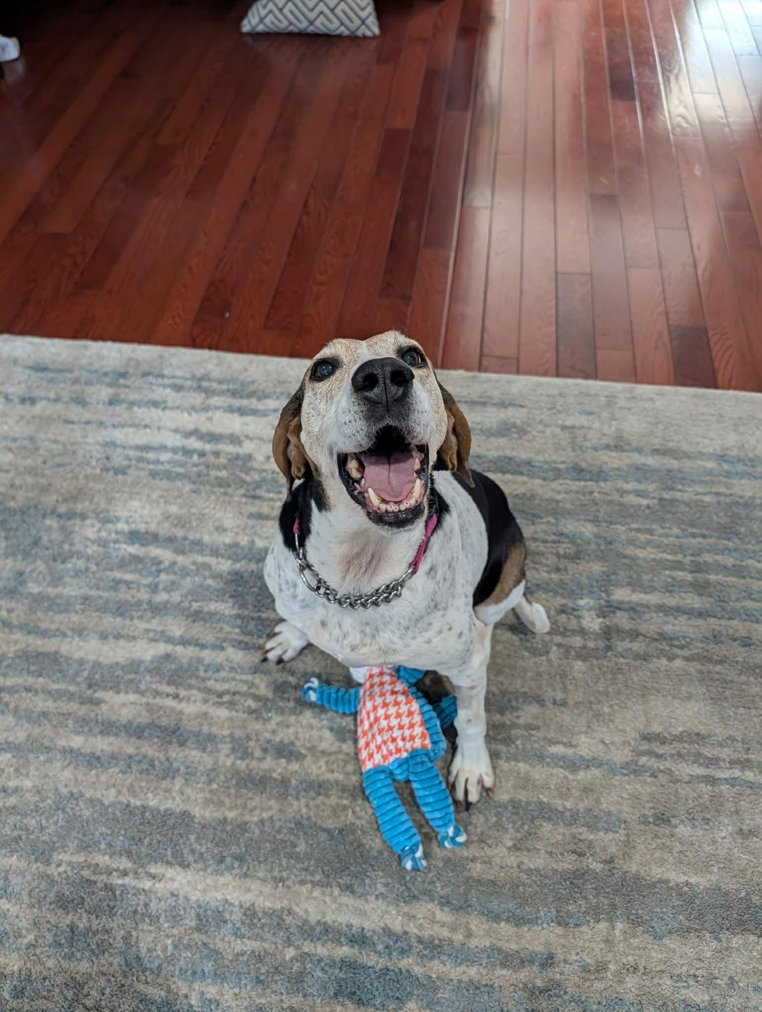 Enlarge Tatum , a ADOPTABLE mixed breed in Succasunna, NJ image 5/5