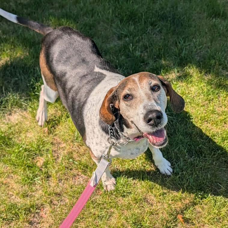 Tatum , adoptable, Adult Female Treeing Walker Coonhound.