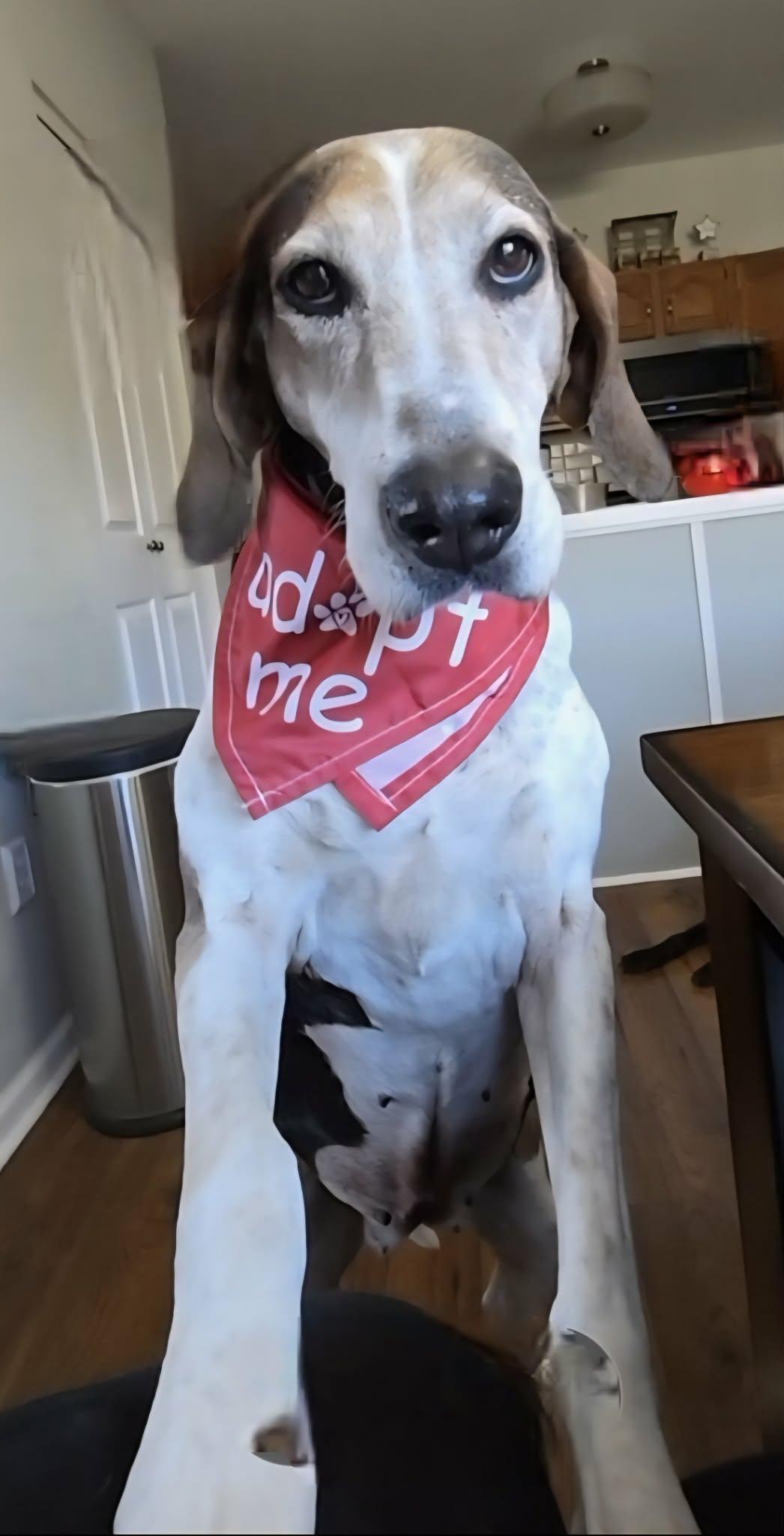 Tatum , ADOPTABLE, Adult Female Treeing Walker Coonhound.