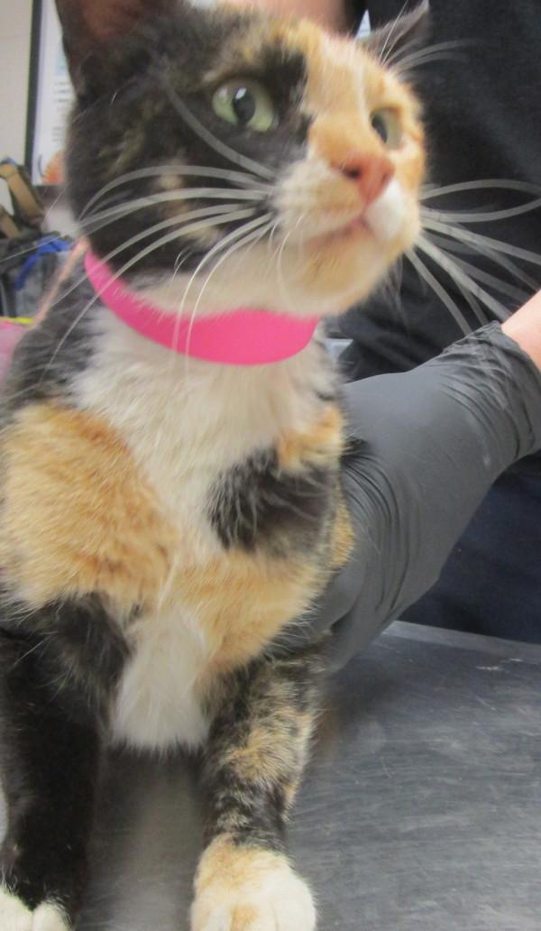 (674), Adoptable, Adult Female Domestic Short Hair.