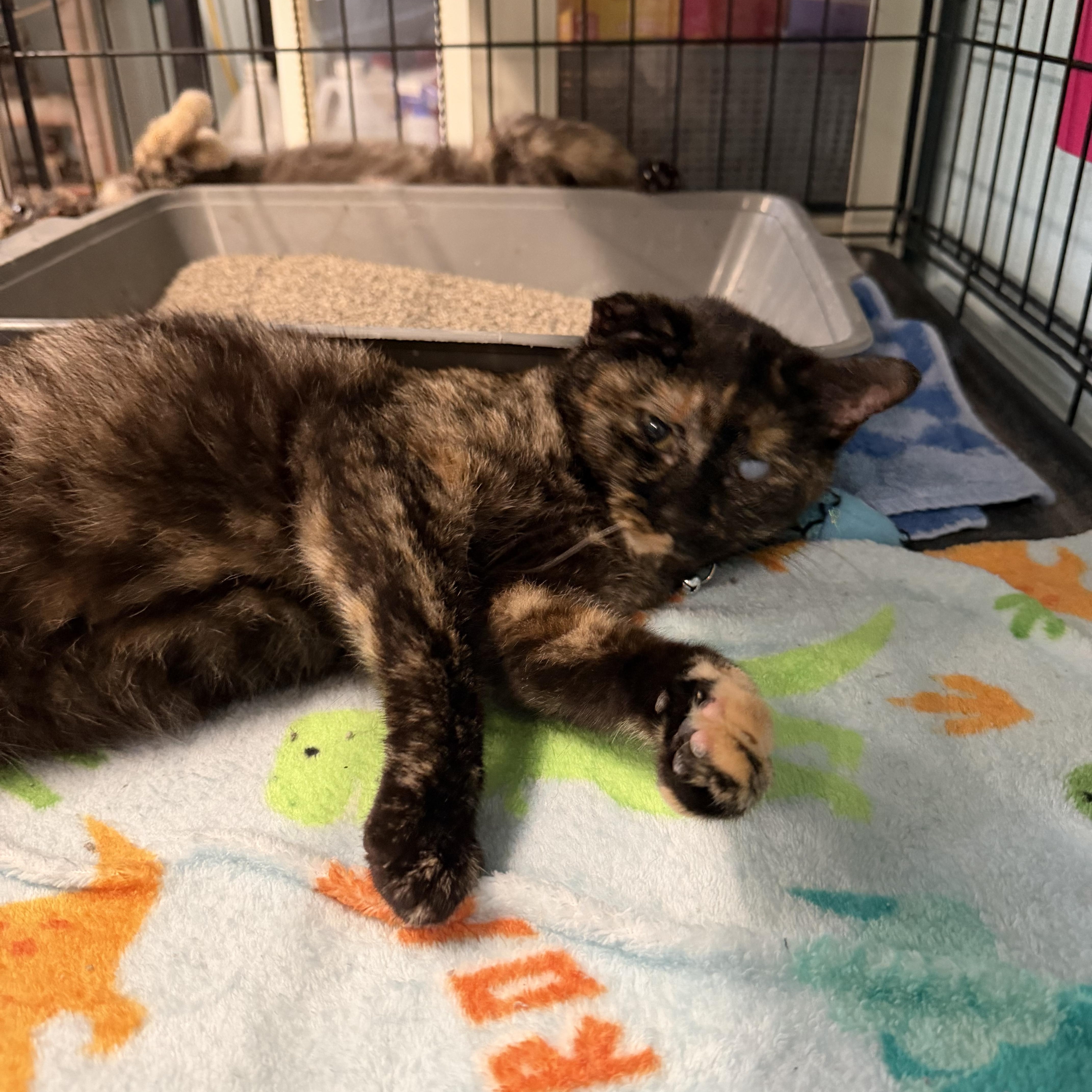 Tortellini, adopted, Adult Female Domestic Short Hair.