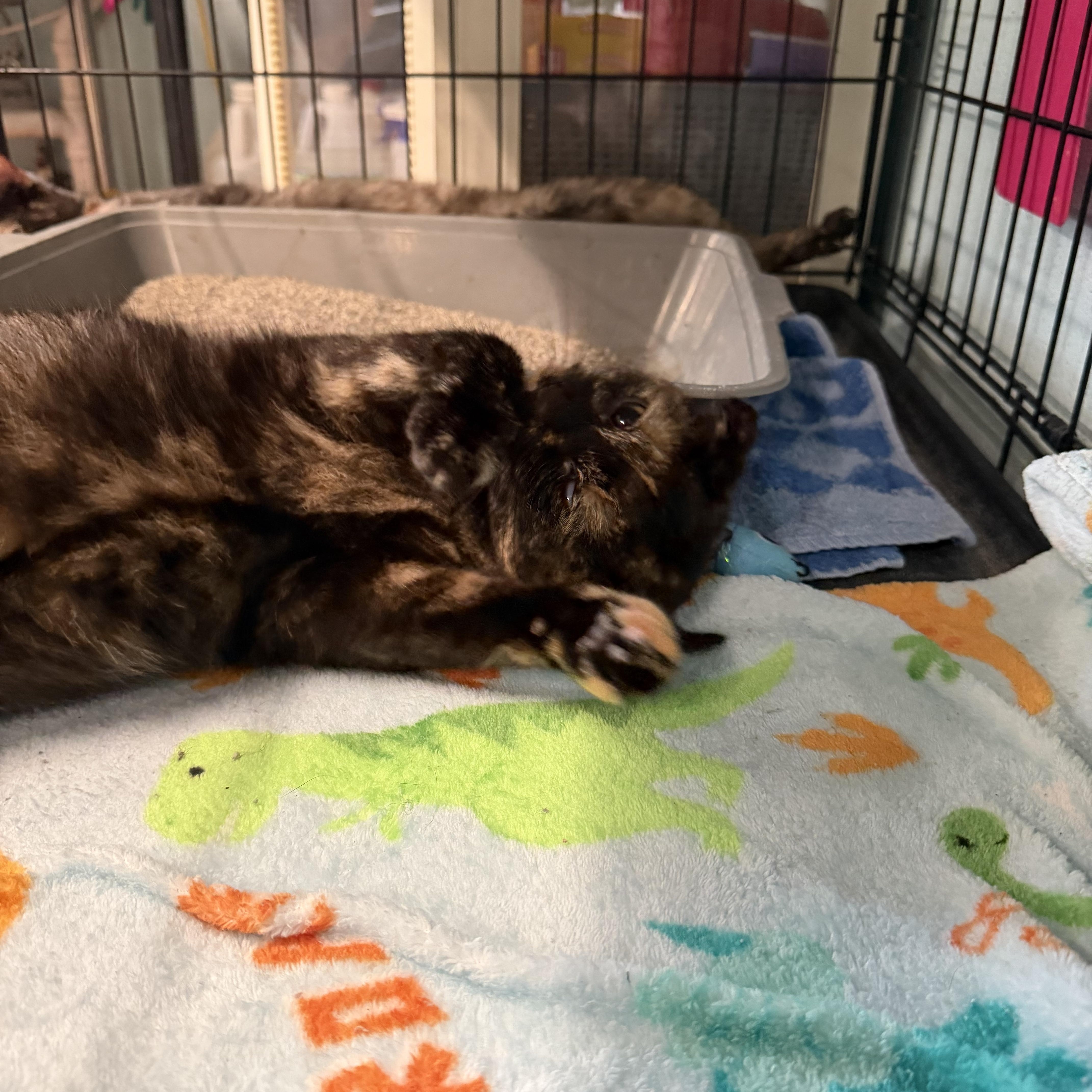 Enlarge Tortellini, an adopted Domestic Short Hair in Warren, OH image 2/2