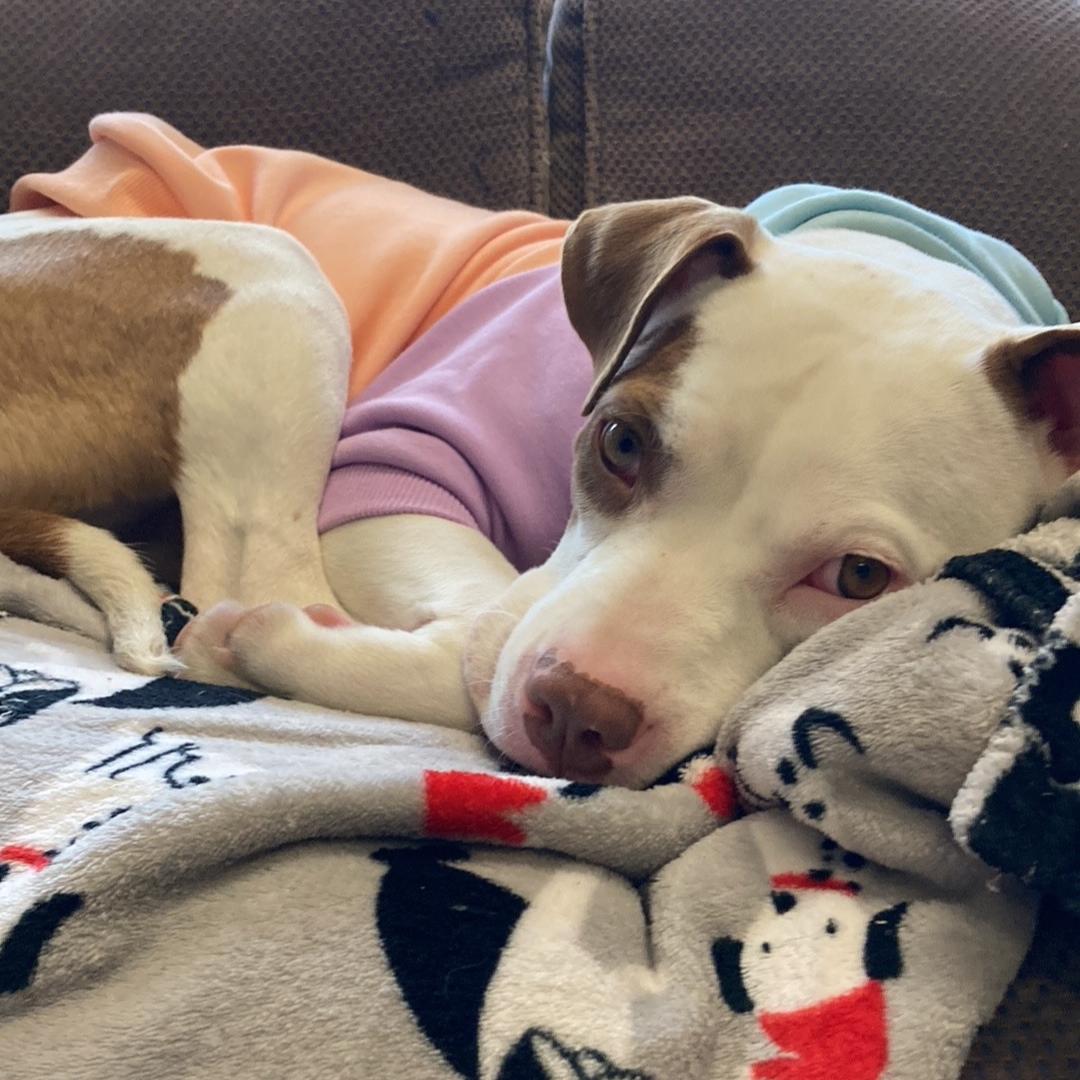 Tati *In Foster Home*, a ADOPTABLE mixed breed in Bellingham, WA image 5/6