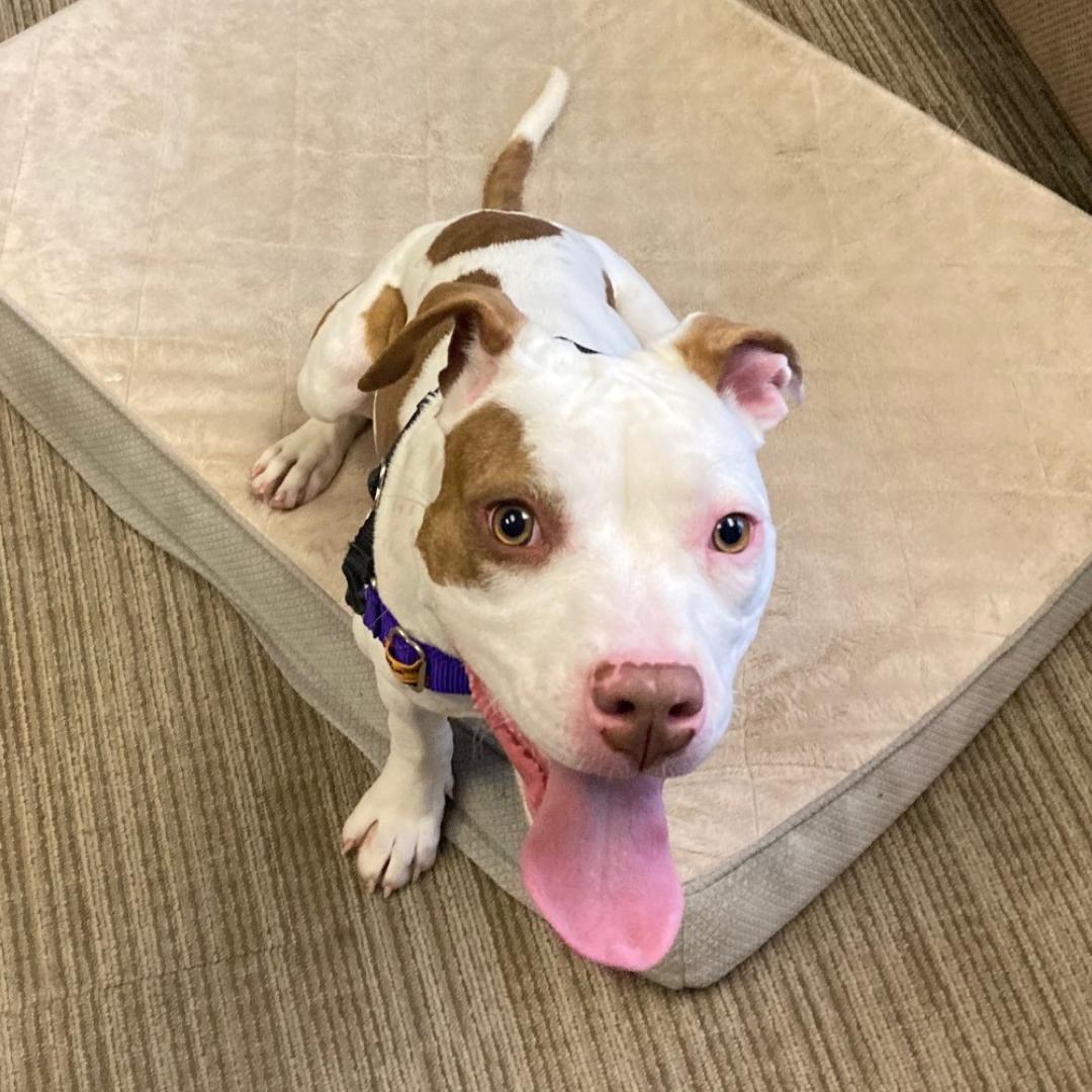 Tati *In Foster Home*, a ADOPTABLE mixed breed in Bellingham, WA image 4/6