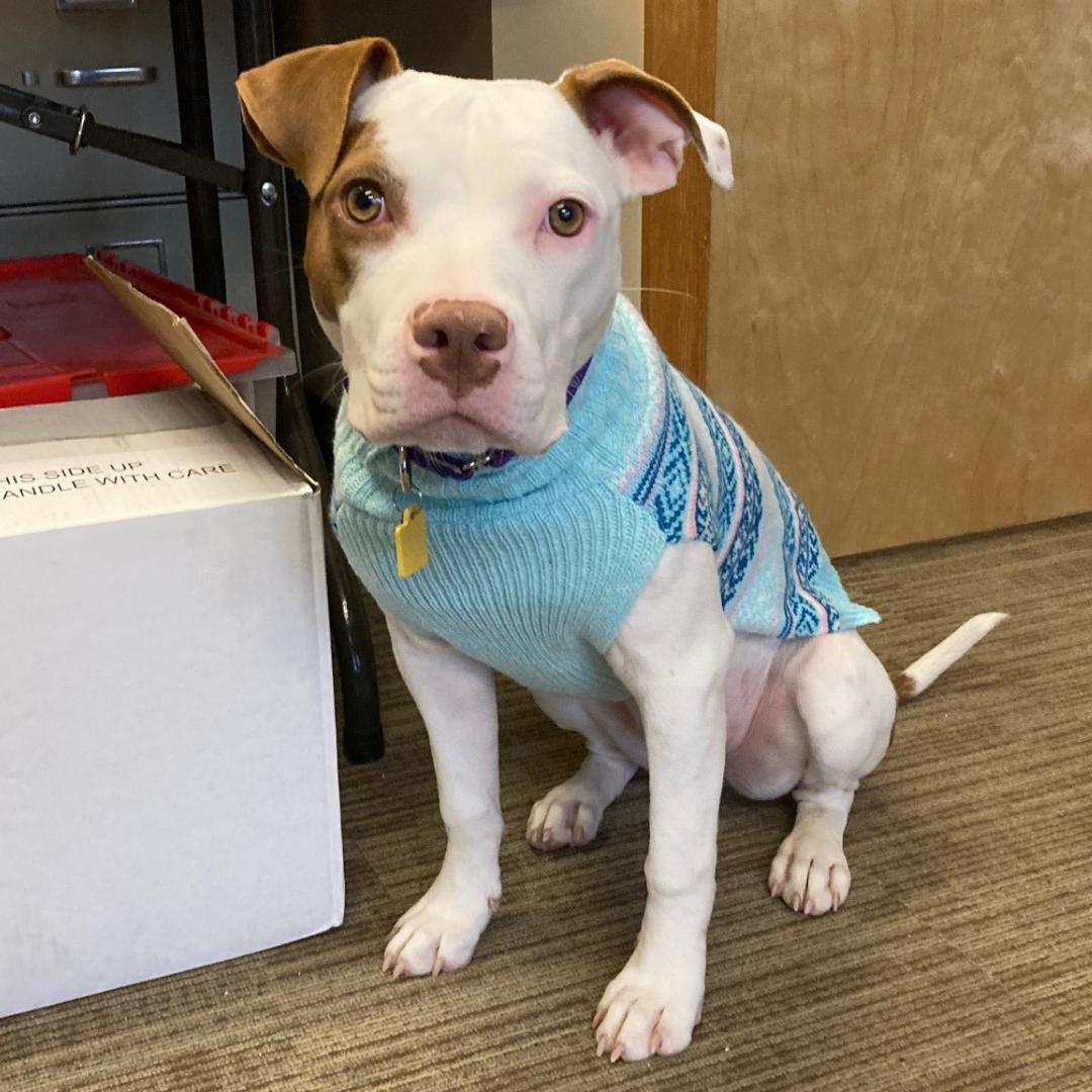 Tati *In Foster Home*, a ADOPTABLE mixed breed in Bellingham, WA image 1/6