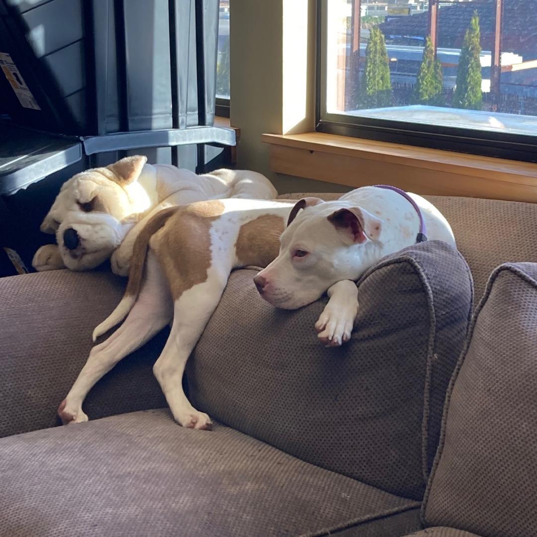 Tati *In Foster Home*, a ADOPTABLE mixed breed in Bellingham, WA image 3/6