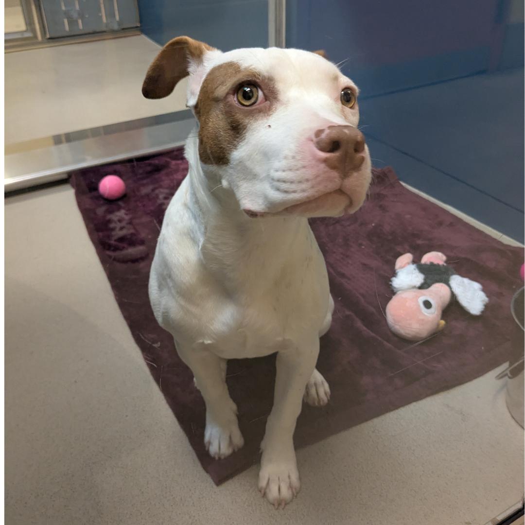 Tati *In Foster Home*, a ADOPTABLE mixed breed in Bellingham, WA image 6/6