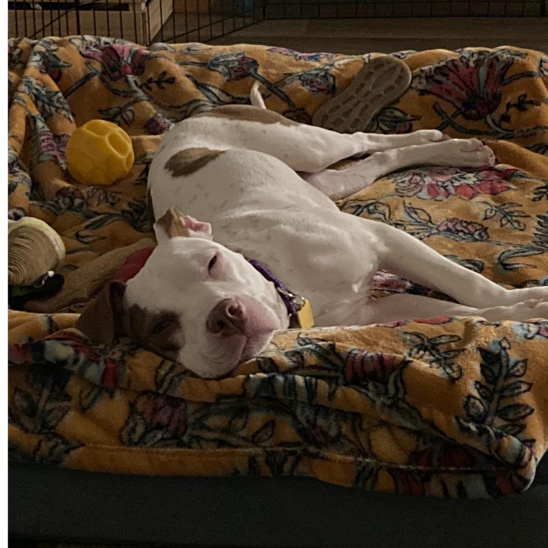 Tati *In Foster Home*, a ADOPTABLE mixed breed in Bellingham, WA image 2/6