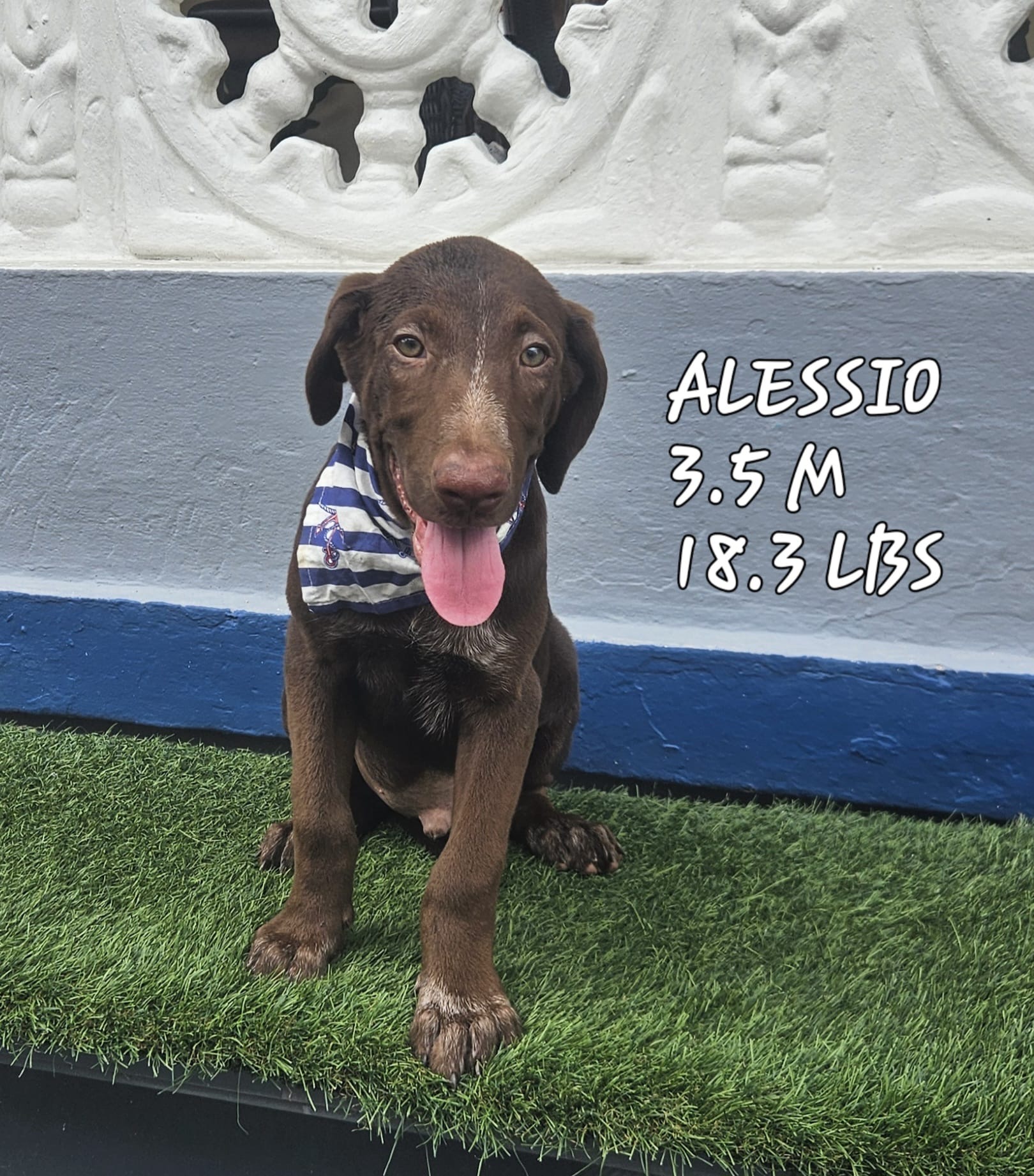 ALESSIO "Be mine." (Currently in Puerto Rico), Adoptable, Young Male Labrador Retriever.