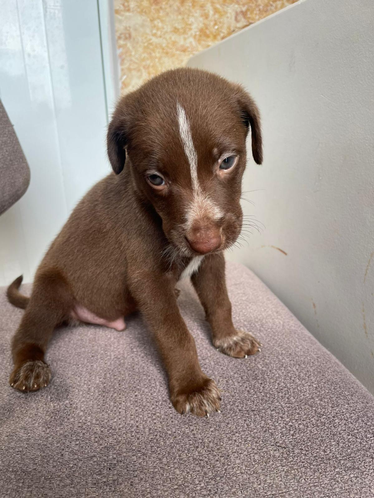 Enlarge ALESSIO "Be mine." (Currently in Puerto Rico), a Adoptable mixed breed in New York, NY image 2/2