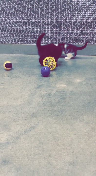 Enlarge Floyd, a Adopted American Shorthair in St. John, IN video 3/5