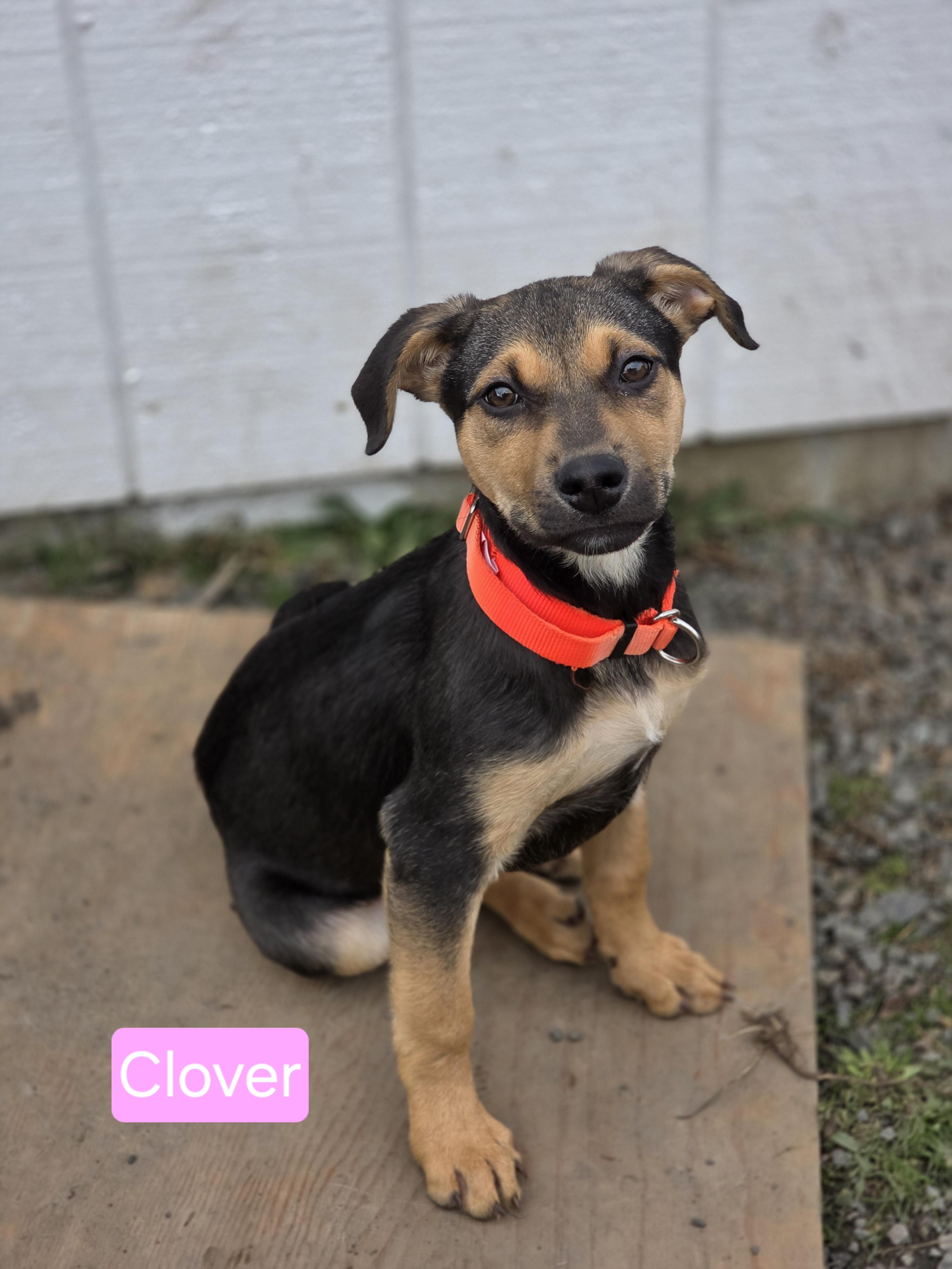 Enlarge Clover, a Adoptable German Shepherd Dog in Seattle, WA image 1/1