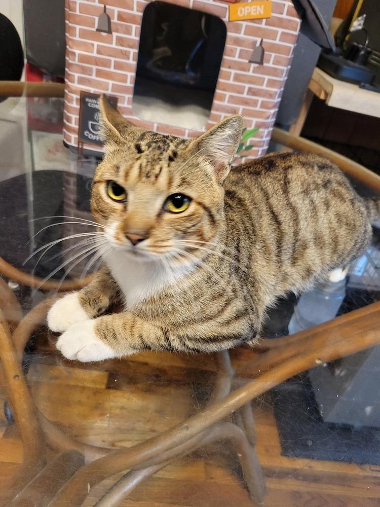Magnus, Adoptable, Adult Male Domestic Short Hair.
