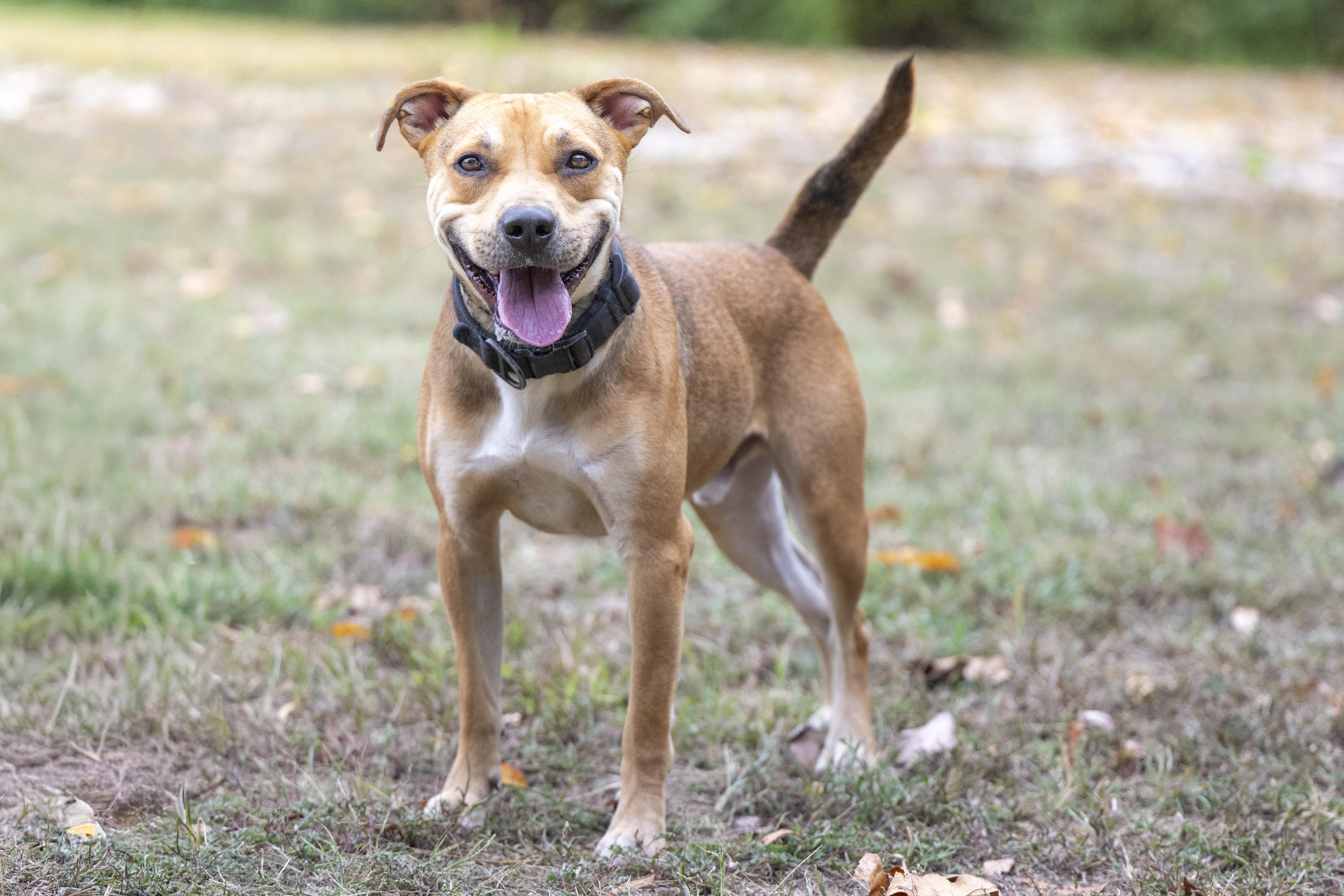 Enlarge Otto, a Adoptable mixed breed in Terre Haute, IN image 1/1