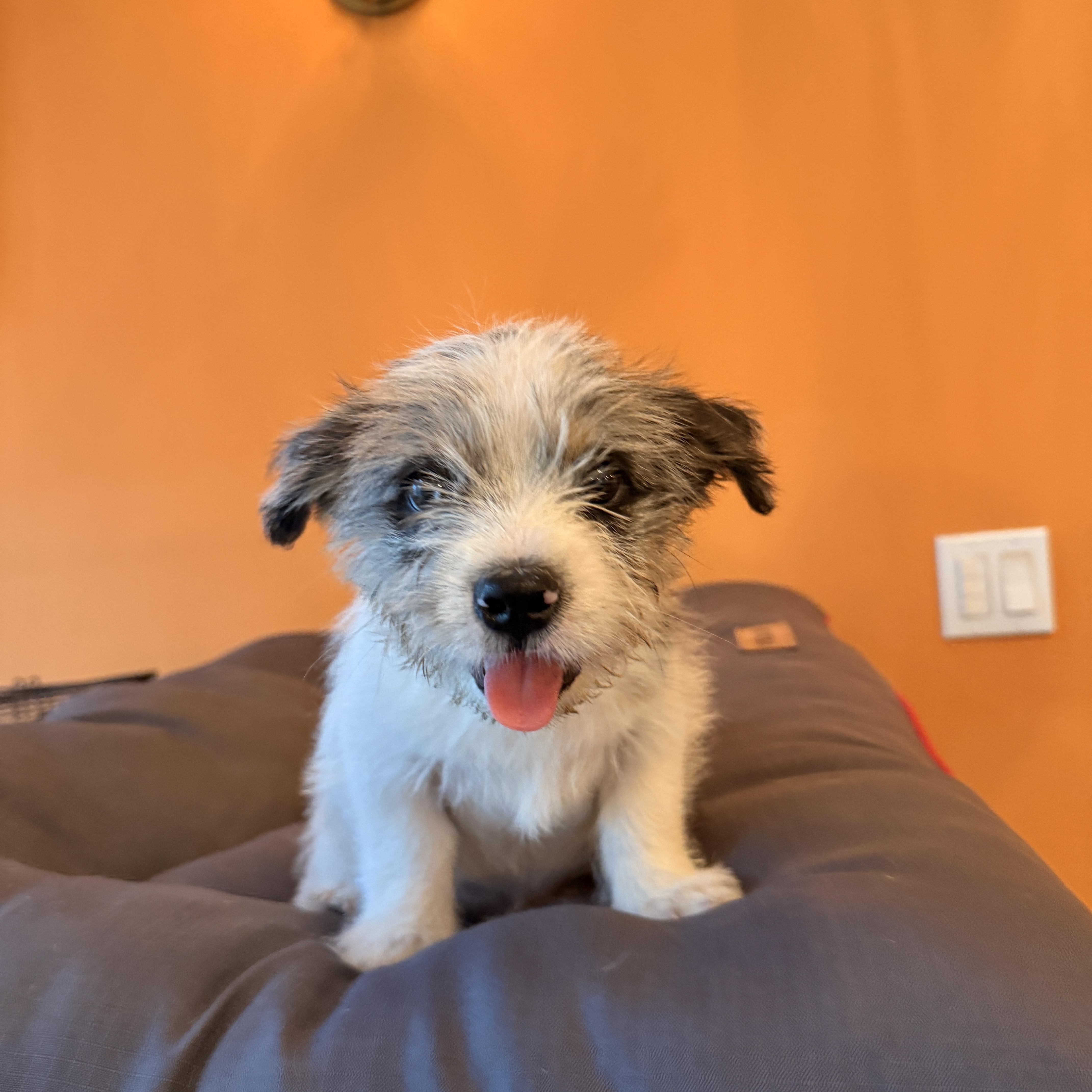 Aiden, Adoptable, Puppy Male Shih Tzu & Jack Russell Terrier.