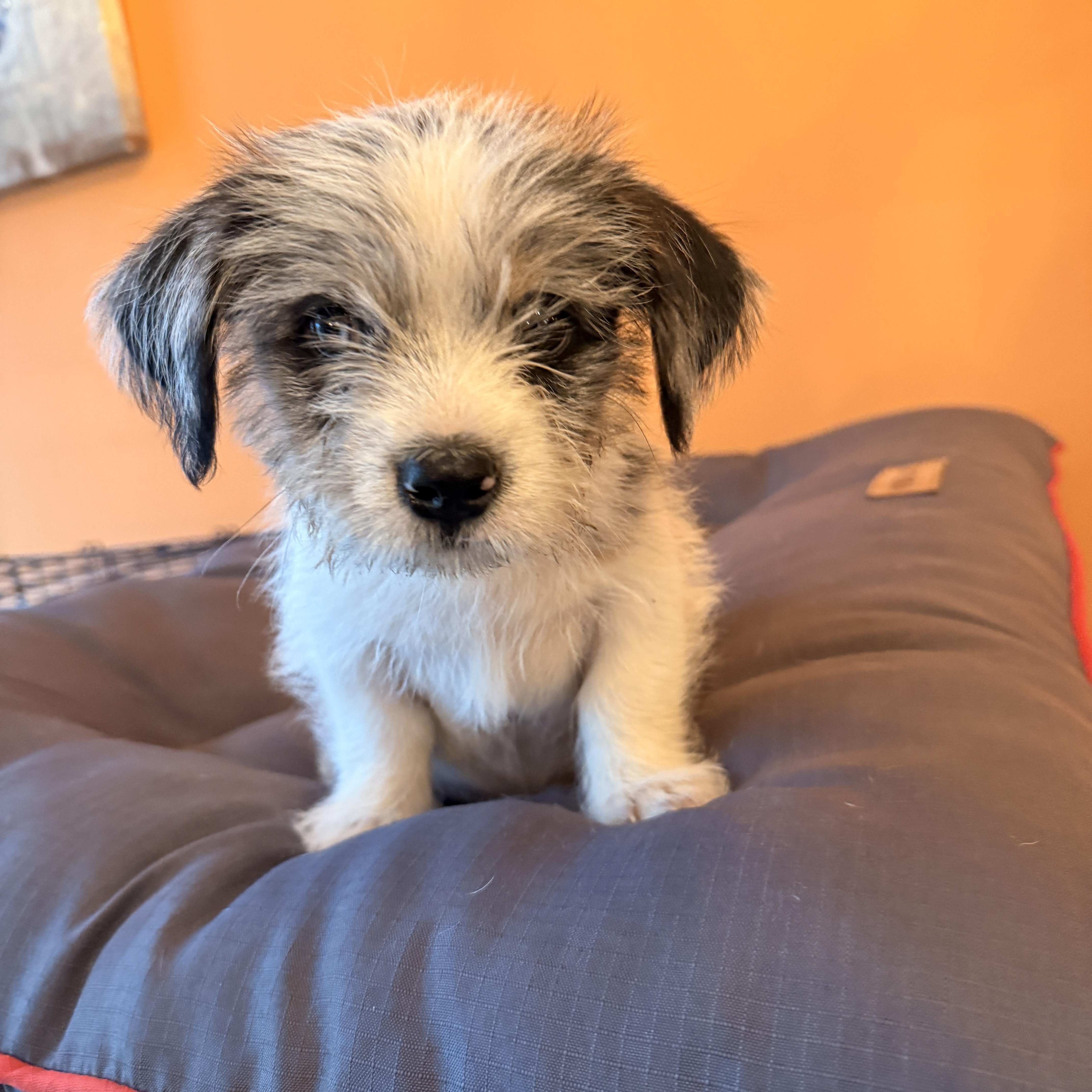 Enlarge Aiden, a hold mixed breed in Tampa, FL image 4/5