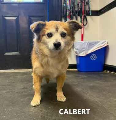 Enlarge Carlbert, an adopted mixed breed in Washington, GA image 2/2