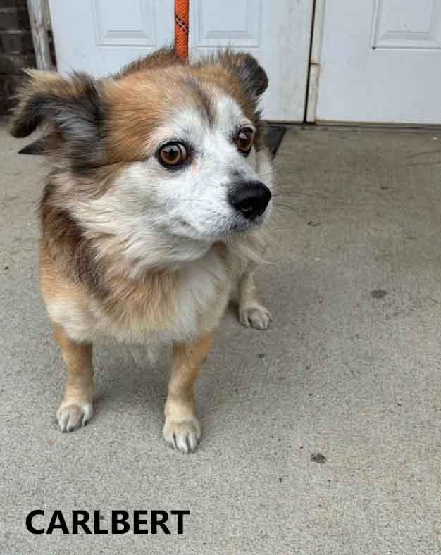Enlarge Carlbert, an adopted mixed breed in Washington, GA image 1/2