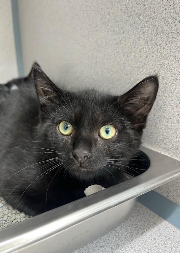 Enlarge Mayhem, a Adoptable mixed breed in Skillman, NJ image 1/1
