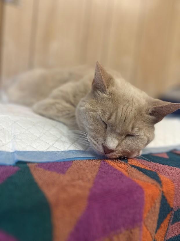 Enlarge Sugar, a ADOPTABLE mixed breed in Cape May, NJ image 2/2