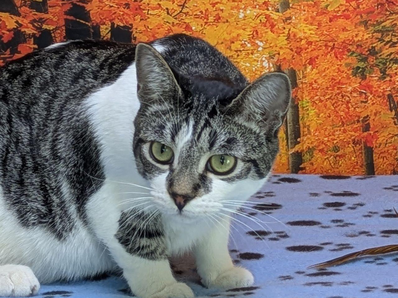 Enlarge Doritos, an adopted mixed breed in Monroe, WA image 2/6