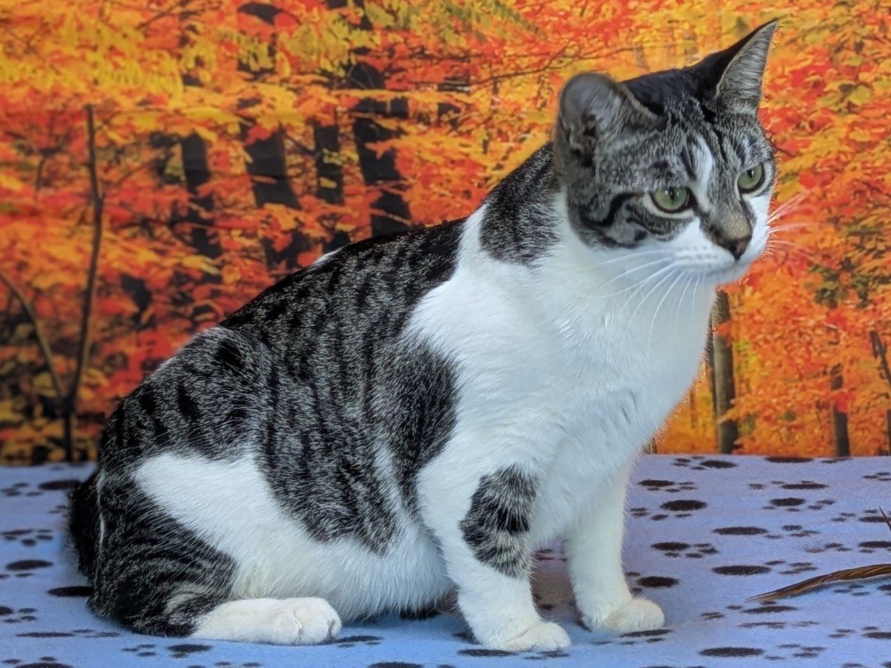 Enlarge Doritos, an adopted mixed breed in Monroe, WA image 3/6