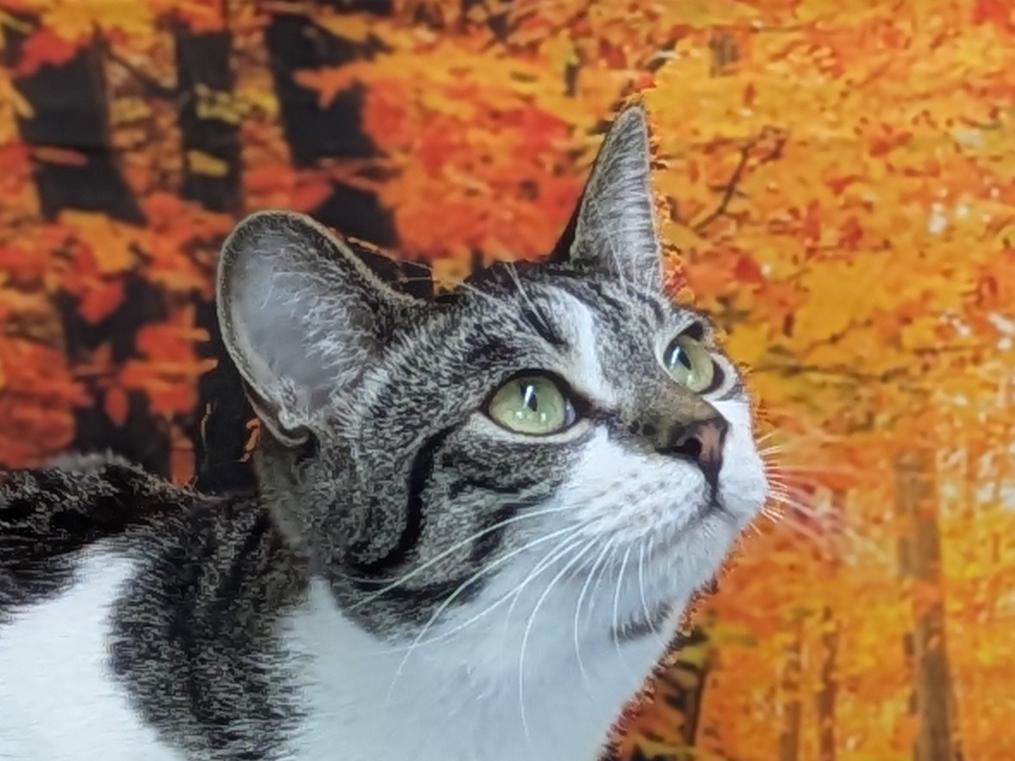 Enlarge Doritos, an adopted mixed breed in Monroe, WA image 5/6