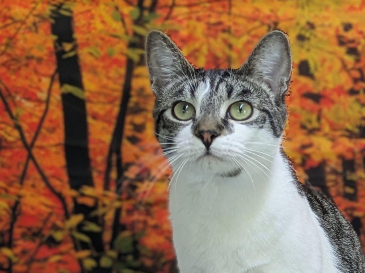 Doritos, Adoptable, Young Female Tabby & Domestic Short Hair.