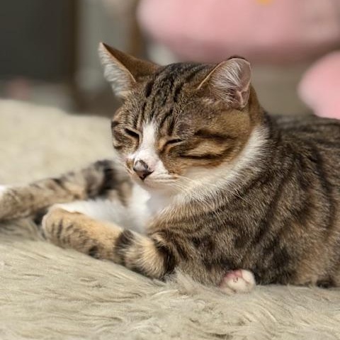 Jasper, a Adoptable Domestic Short Hair in Vallejo, CA image 2/2