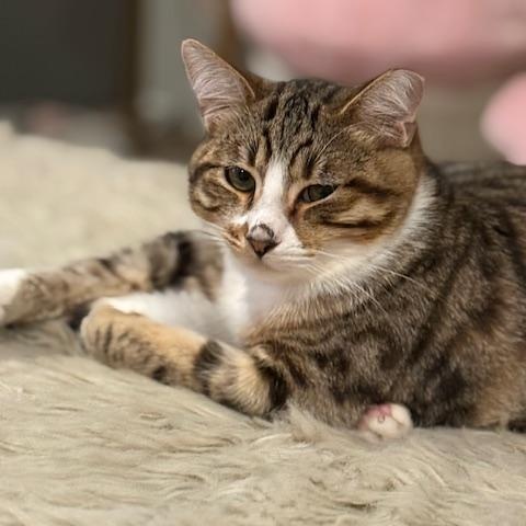 Jasper, a Adoptable Domestic Short Hair in Vallejo, CA image 1/2