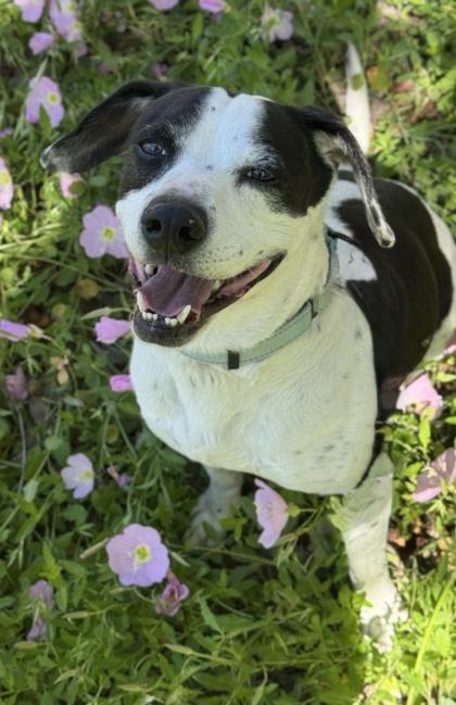 Snoopy, Adoptable, Senior Male Beagle & Terrier.