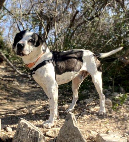 Enlarge Snoopy, a Adoptable mixed breed in San Antonio, TX image 2/3