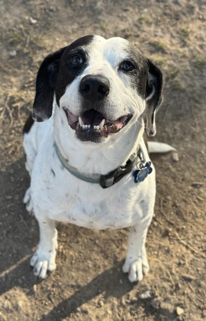 Enlarge Snoopy, a Adoptable mixed breed in San Antonio, TX image 3/3