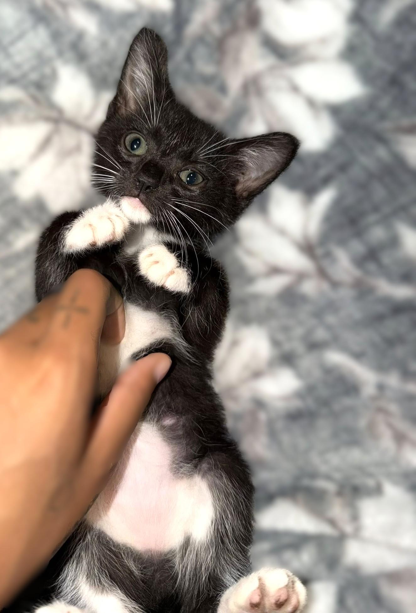Taco, a Adoptable Domestic Short Hair in Savannah, GA image 2/3