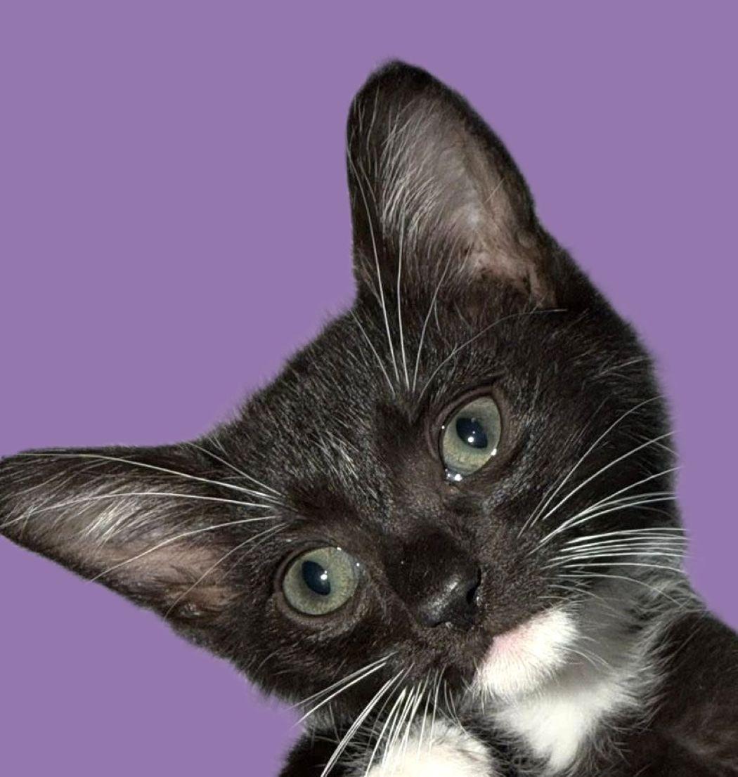 Taco, Adoptable, Kitten Male Domestic Short Hair.