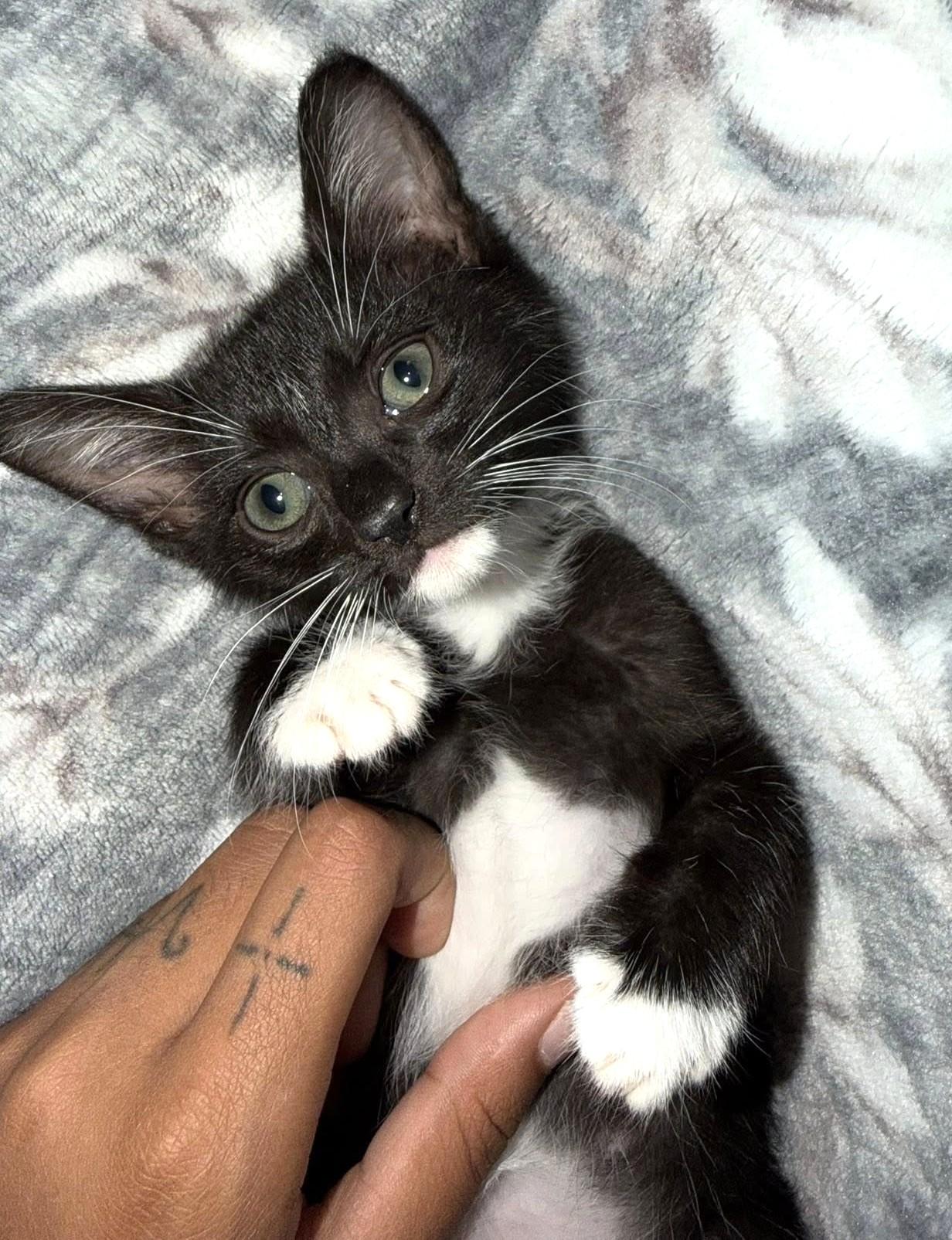 Taco, a Adoptable Domestic Short Hair in Savannah, GA image 3/3