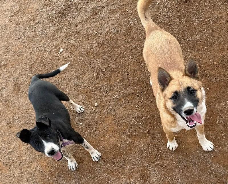 Sasha, Adoptable, Adult Female Mixed Breed.