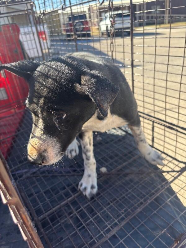 Sasha, a Adoptable Mixed Breed in Hobbs, NM image 2/6